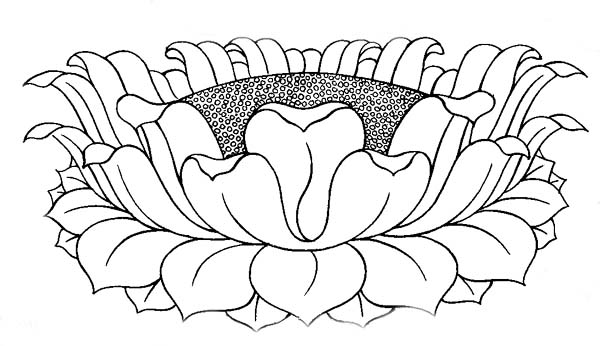 Lotus